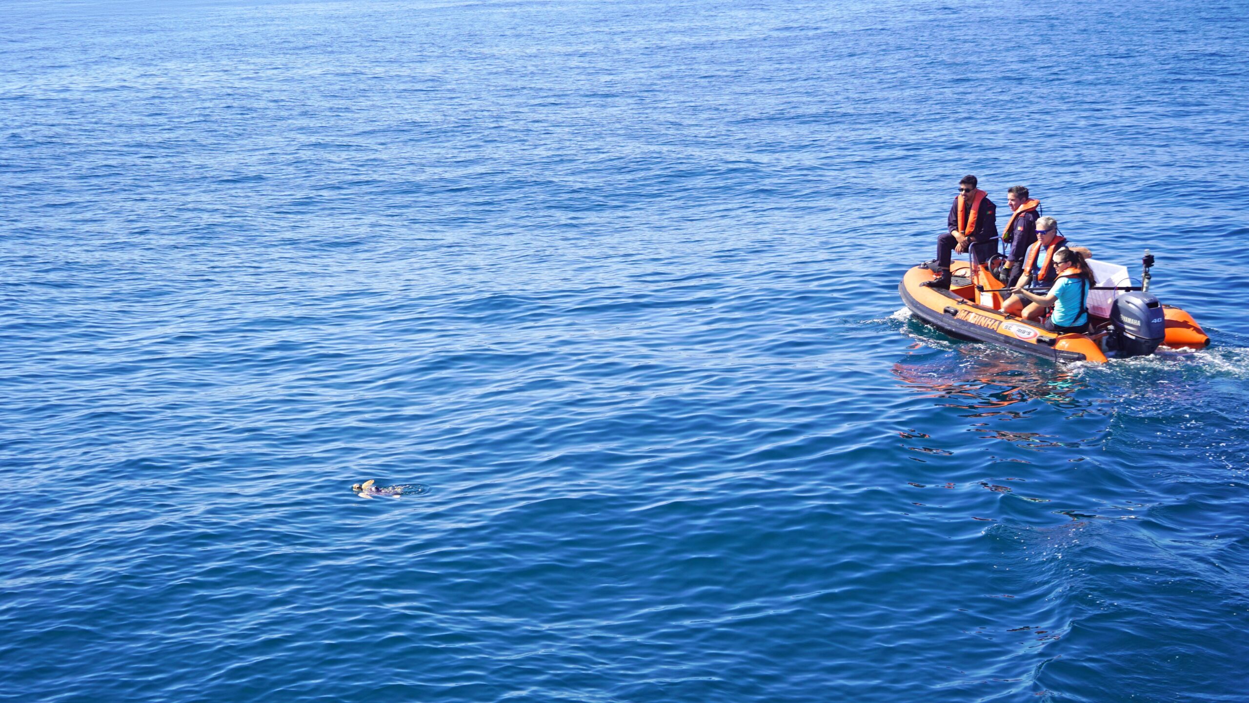 Six turtles return to the sea after rehabilitation at Porto d'Abrigo do Zoomarine