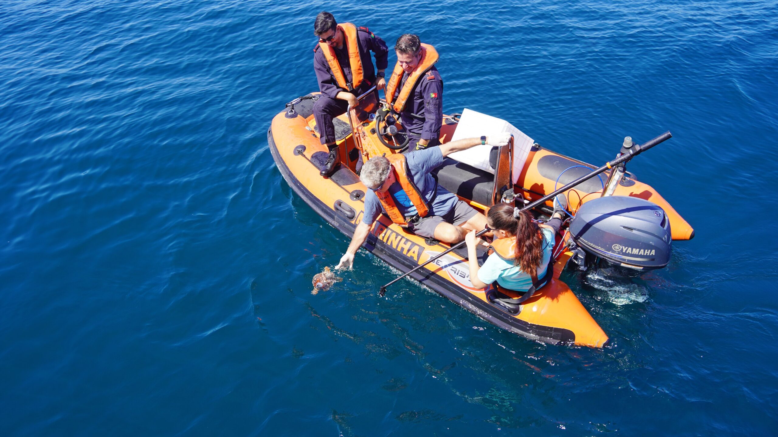 Six turtles return to the sea after rehabilitation at Porto d'Abrigo do Zoomarine