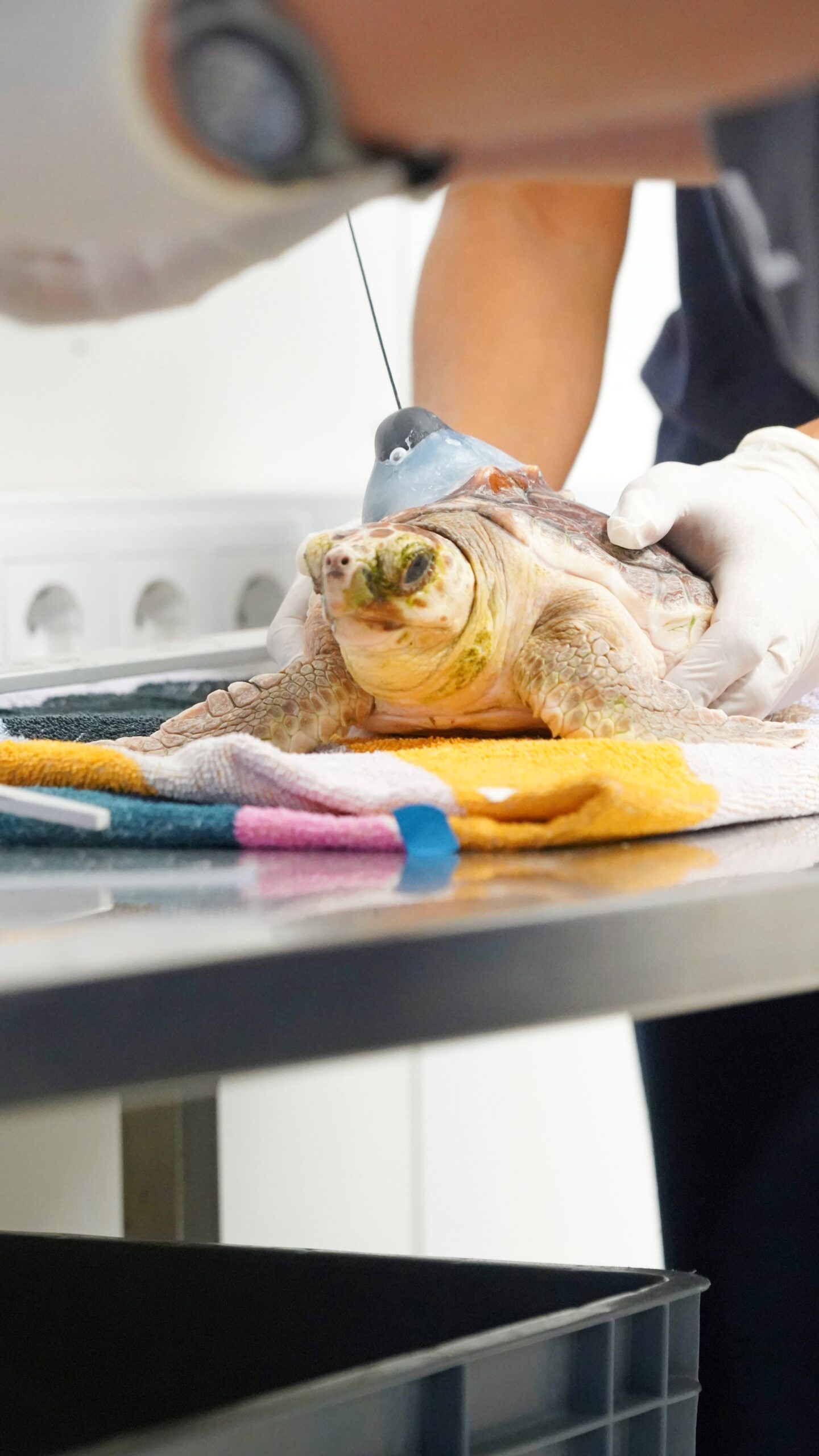 Six turtles return to the sea after rehabilitation at Porto d'Abrigo do Zoomarine