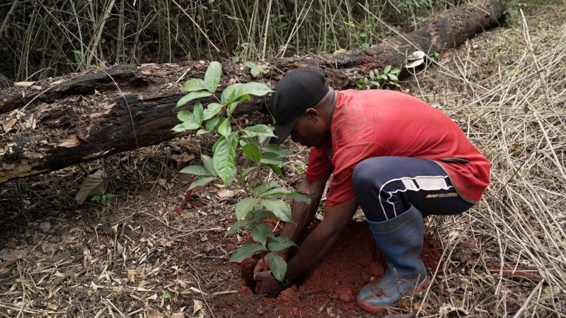 Your guitar may depend on elephant poop. This is the reason