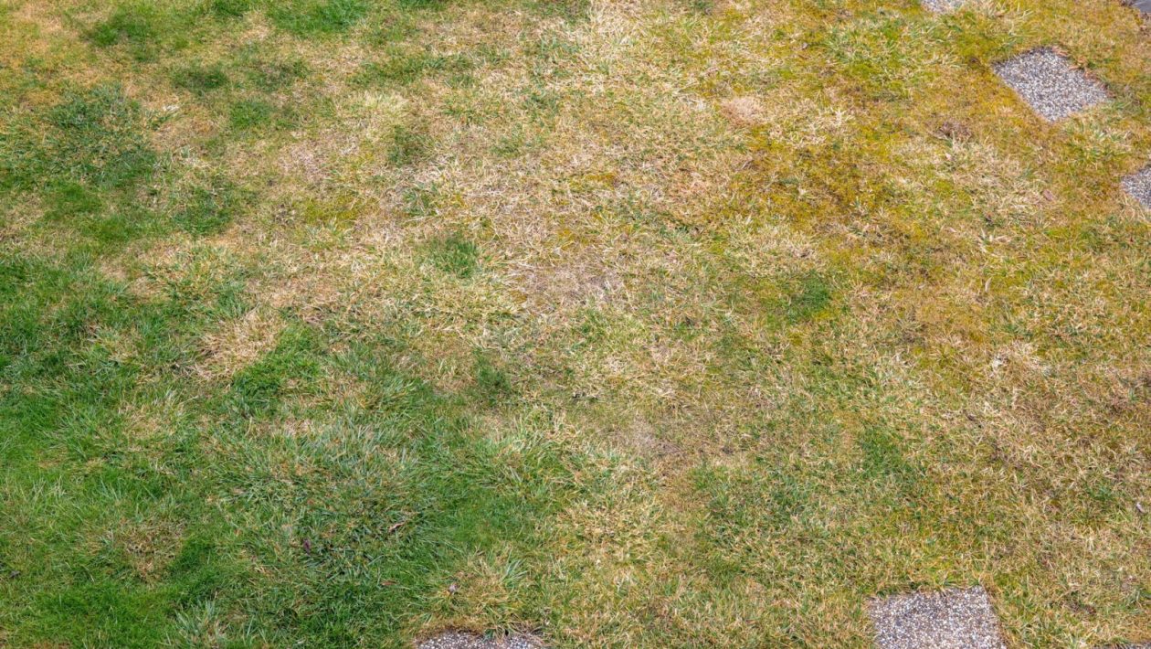 Lawn care in the garden Instead of water, dilute and water the grass that is dry after the heat. It will quickly rebound and fill with green blades. Homemade fertilizer for dry lawn