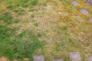 Lawn care in the garden Instead of water, dilute and water the grass that is dry after the heat. It will quickly rebound and fill with green blades. Homemade fertilizer for dry lawn