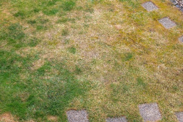 Lawn care in the garden Instead of water, dilute and water the grass that is dry after the heat. It will quickly rebound and fill with green blades. Homemade fertilizer for dry lawn